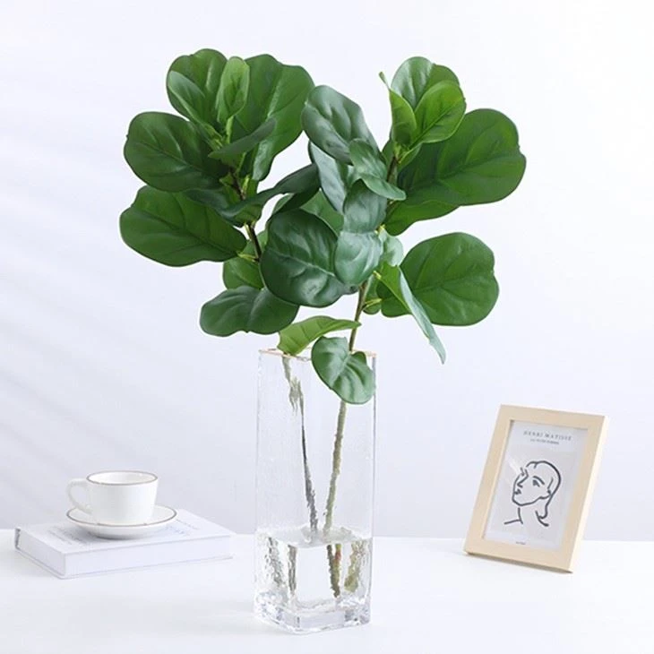 fiddle leaf fig stem branch