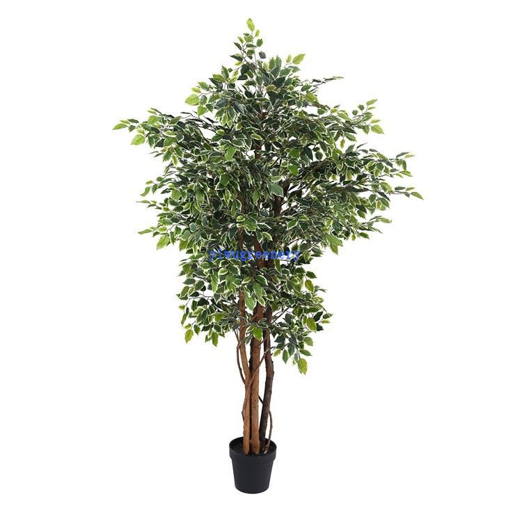 faux white edge banyan leaves tree