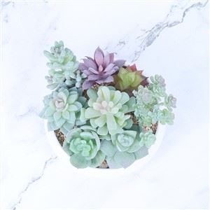 Plantes succulentes artificielles sans pot