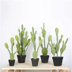 Plantes artificielles en pot de cactus